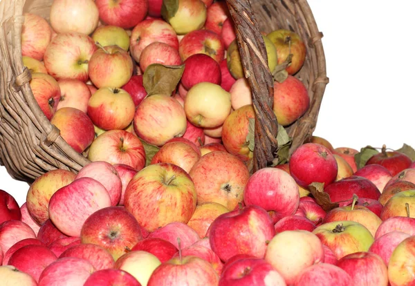 Large Red Apples Floor Scattered Wicker Basket Close Photo White — Stock Photo, Image