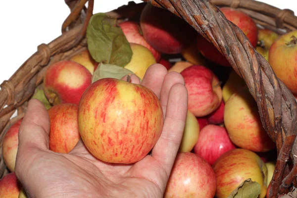 Äpple Människohand Hand Lägger Ett Äpple Korg Full Mogna Äpplen — Stockfoto