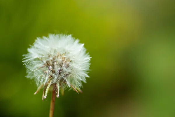 Makroaufnahme einer Löwenzahnblüte mit verschwommenem Hintergrund — Stockfoto