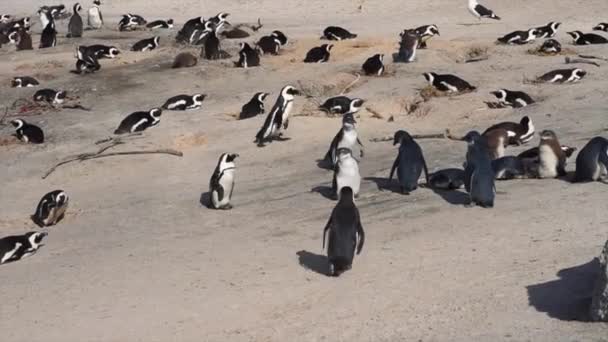 Encaje de pingüinos africanos visto en tierra — Vídeo de stock