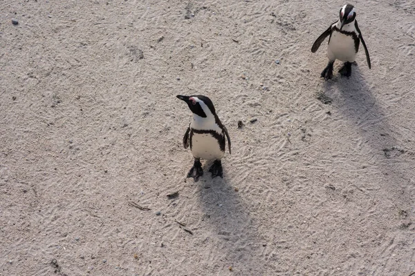Penguin duo walking along coastline in tandem — Zdjęcie stockowe