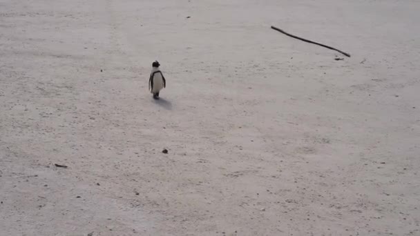 Зникаючий африканський пінгвін блукає уздовж берегової лінії — стокове відео