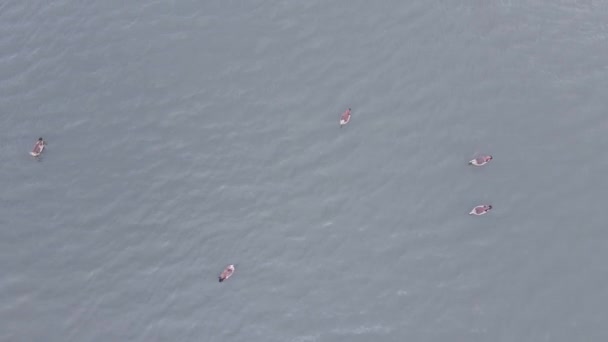 Aerial view of wild geese swimming in lake — Stock Video
