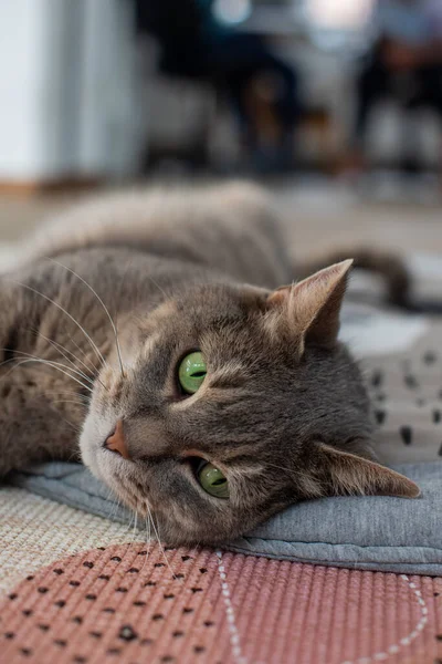 Close up portret van kat met groene ogen — Stockfoto