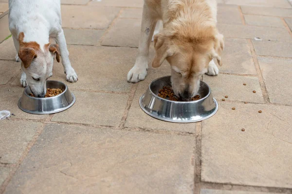 Close up shot of pets eating their food next to each other — Stock Photo, Image