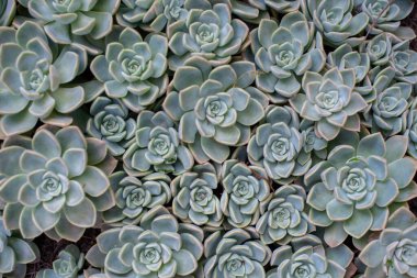 Yukarıdan çekilen ekheveria imbricata bitkilerinin yüksek açılı görüntüsü