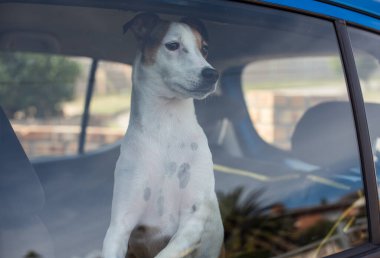 Close up shot of dog locked inside vehicle
