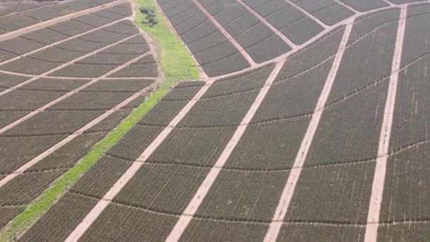 Luchtfoto van ananaskwekerij gezien vanuit de lucht — Stockvideo