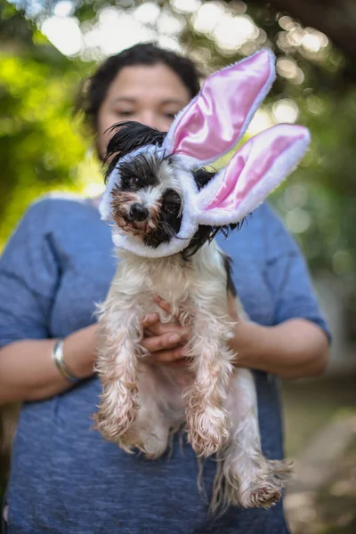 Cute portrait of dog with bunny ears on — Stock Photo, Image