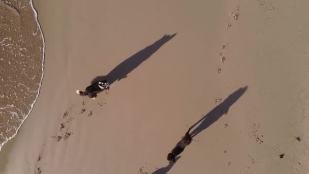 Dron przelatujący nad grupą psów biegających po plaży — Wideo stockowe