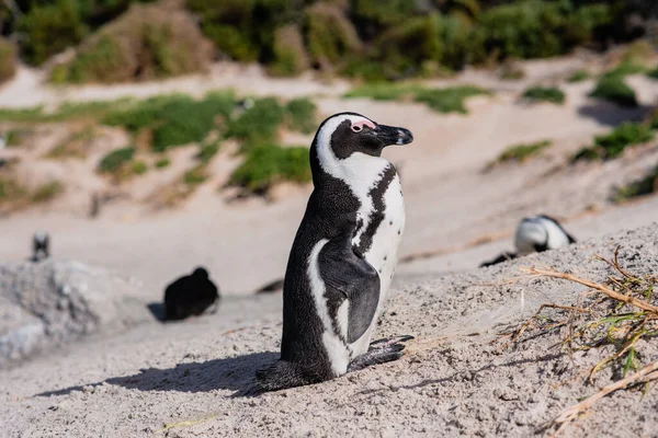 Close up portrait of african penguin seen on shore — Stock Photo, Image