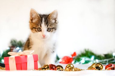 Beyaz arka plandaki küçük kedi yavrusu kırmızı hediye kutusu ve oyuncakların yanında yatıyor. Tatil ve bağış kavramı. Noel, yeni yıl