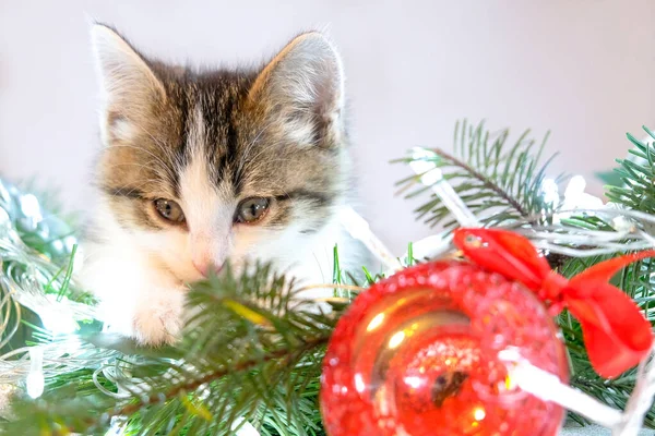 Beyaz arka plandaki küçük kedi yavrusu Noel süsleri ve oyuncaklarının yanında yatıyor. Tatil konsepti, vermek. Noel, yeni yıl