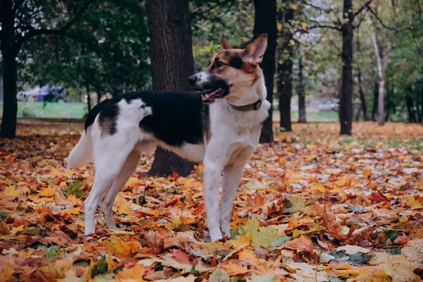 Ein Hund Der Aussieht Wie Ein Schäferhund Beim Gassigehen Helles — Stockfoto