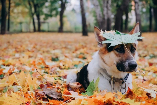 Ein Hund Der Aussieht Wie Ein Schäferhund Liegt Den Herbstblättern — Stockfoto