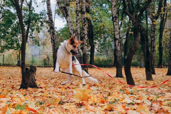 Hund, der aussieht wie ein Hirte springt in Herbstblättern. das Konzept der Zähmung von Tieren — Stockfoto