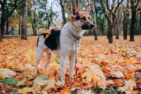 Hund, der beim Gassigehen wie ein Schäferhund aussieht. Helles Herbstfoto im Park. Ernsthafter Hund. Konzept der Zähmung von Tieren — Stockfoto