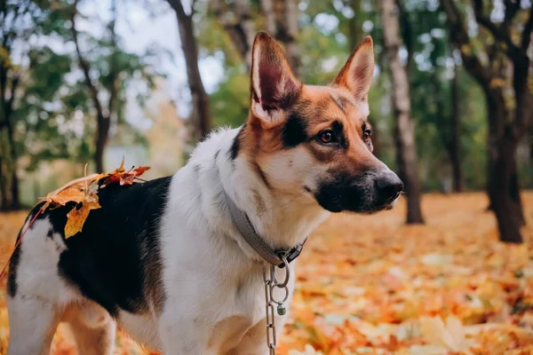 Hund, der aussieht wie ein Schäferhund liegt im Herbstlaub. Konzept der Tierdressur. — Stockfoto