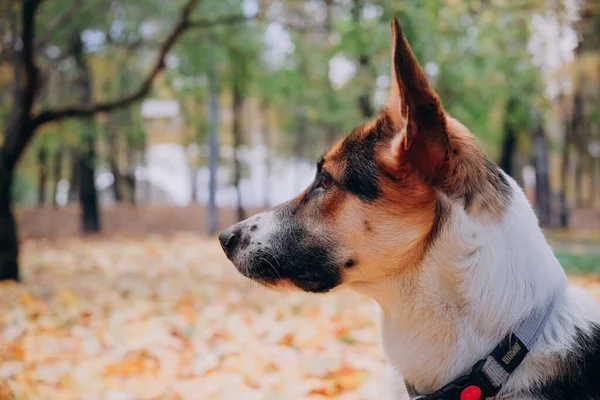 Porträt eines Hundes, der dem Schäfer ähnelt. Helles Herbstfoto im Park. Ernsthafter Hund. das Konzept der Zähmung von Tieren — Stockfoto