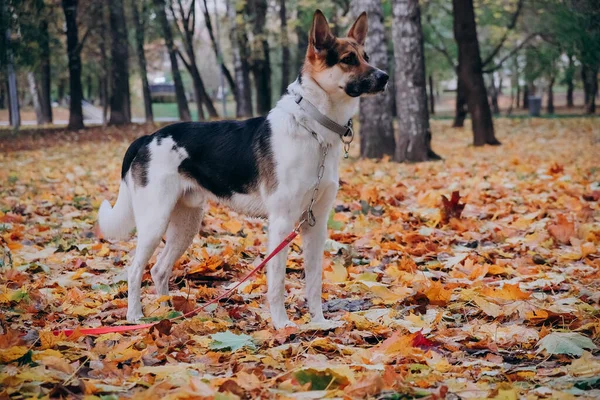 Hund, der beim Gassigehen wie ein Schäferhund aussieht. Helles Herbstfoto im Park. Ernsthafter Hund. Konzept der Zähmung von Tieren — Stockfoto