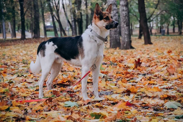 这只狗看起来像走起路来长的牧羊犬。公园里明亮的秋天照片。严重的狗。驯服动物的概念 免版税图库照片