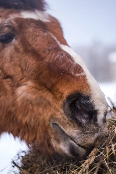 Portret Van Een Rood Paard Bijzonderheden — Stockfoto