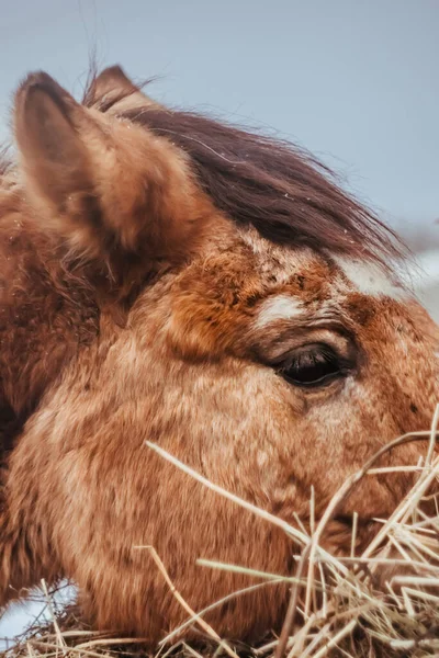 Ritratto Cavallo Rosso Dettagli — Foto Stock