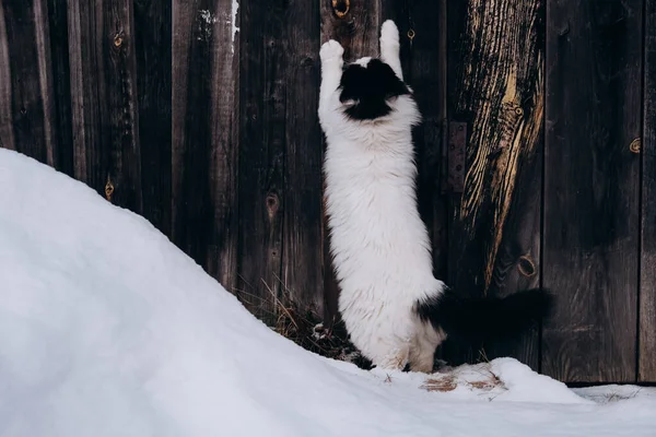 Sokakta Siyah Kulakları Kuyruğu Olan Tüylü Beyaz Kedi Karda Yürüyor — Stok fotoğraf