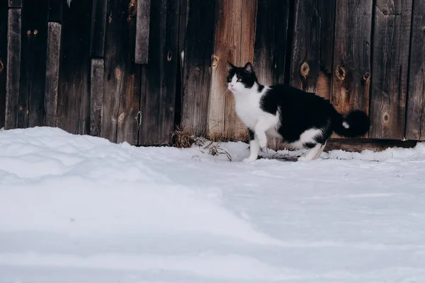 Siyah kulakları ve kuyruğu olan pofuduk beyaz kedi karda sokakta yürüyor.