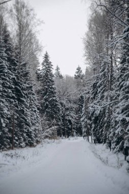 Kış ladin ormanı. Kıvrımlı ve kıvrımlı karlı bir yol. Dikey fotoğraf. Telefonunuz için ekran koruyucusu