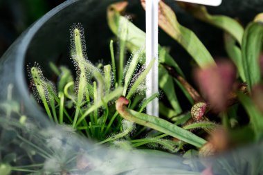 bitki koleksiyonu. Çiy damlası. Güneş ışığı. Botanik Bahçesi. Çevre dostu arka plan kavramı