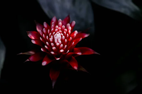 Botanik bahçesindeki yıldıza benzeyen parlak kırmızı bir bitki. Karanlık arka planda yakın plan. Sulu — Stok fotoğraf