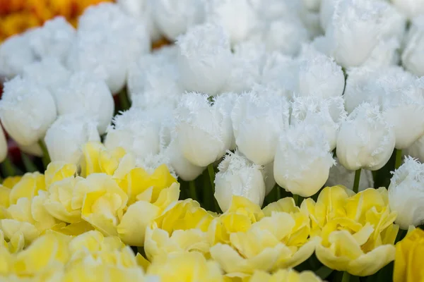 Белые и желтые тюльпаны. большой ковер из цветов. букет на праздник для моей мамы. Концепция 14 февраля — стоковое фото