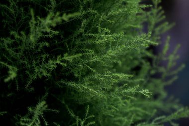 Küçük yapraklı parlak yeşil bitki. Güneş ışığı ve parıltı. Botanik Bahçesi. Çevre dostu arka plan kavramı