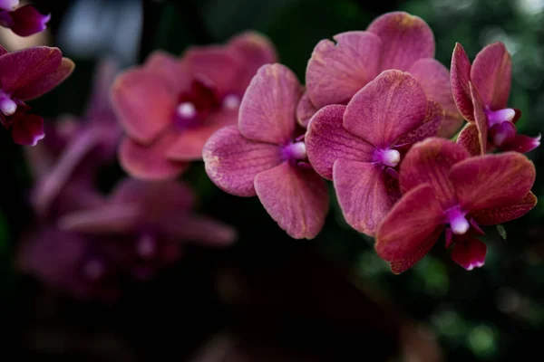 Розовая цветущая орхидея в ботаническом саду на темном фоне. концепция экологии. естественный фон — стоковое фото