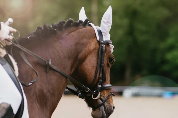 Retrato Cavalo Uma Competição Equestre Close Adestramento Treinamento Livre — Fotografia de Stock