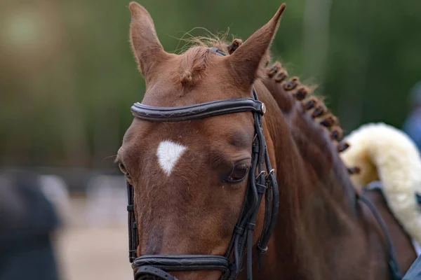 Retrato Cavalo Uma Competição Equestre Close Adestramento Treinamento Livre — Fotografia de Stock