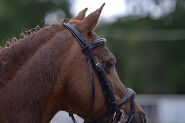 Portrait Cheval Lors Une Compétition Équestre Gros Plan Dressage Entraînement — Photo