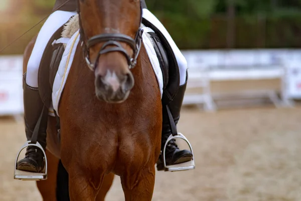 Cavaleiro Cavalo Competições Equestres Close Vista Frontal Adestramento Treinamento Livre — Fotografia de Stock