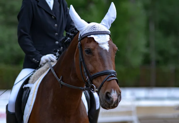 Retrato Cavalo Uma Competição Equestre Close Adestramento Treinamento Livre — Fotografia de Stock