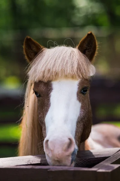 Piccolo Pony Rosso Con Grande Buco Bianco Trova Nella Levada — Foto Stock