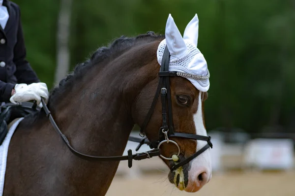 Retrato de cavalo em uma competição equestre. close-up. adestramento ou treinamento ao ar livre — Fotografia de Stock