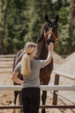 Levada 'da Hanover Körfezi' nden bir at. Aygıra yakın çekim. Yanında bir kız duruyor ve hayvanı okşuyor.