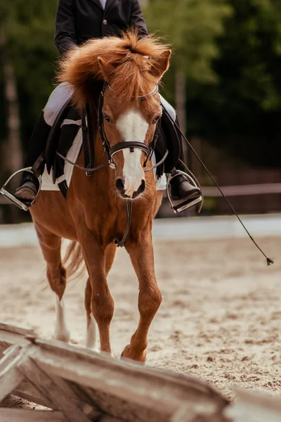 Competições Equestres Curativo Cavalo Esportes Verão — Fotografia de Stock