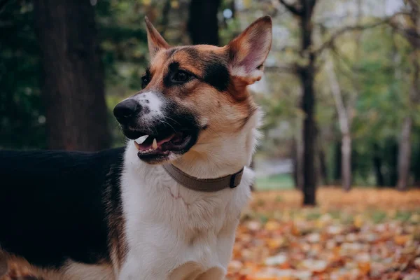 Portrét psa podobný pastýři. Jasná podzimní fotka v parku. Vážný pes. koncepce krocení zvířat — Stock fotografie