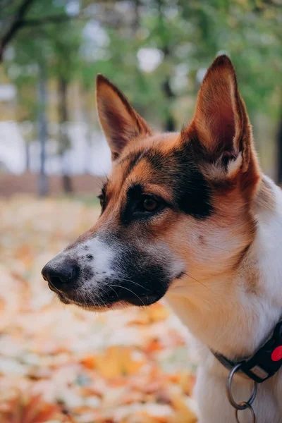 Retrato de cão semelhante ao pastor. Foto de outono brilhante no Parque. Cão sério. o conceito de domesticação de animais — Fotografia de Stock