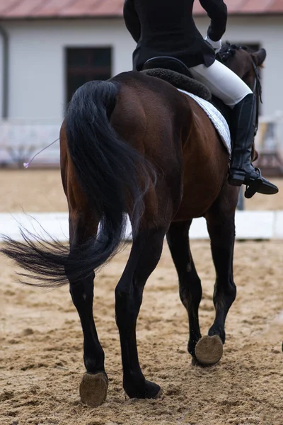 Competições equestres. Curativo a cavalo. esportes de verão — Fotografia de Stock