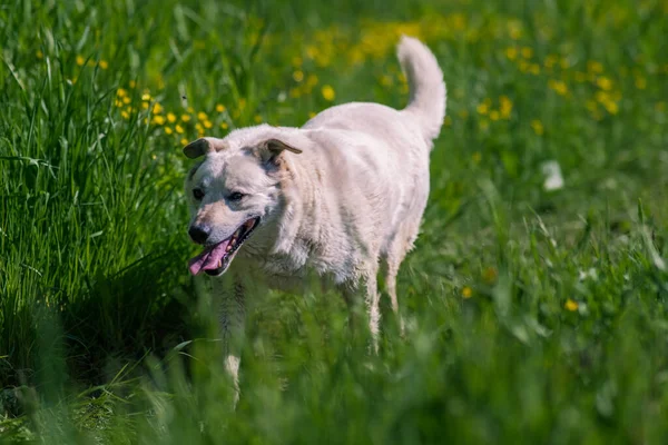 Un cane bianco adulto nell'erba verde corre in avanti verso la fotocamera. Cani da passeggio in natura — Foto Stock