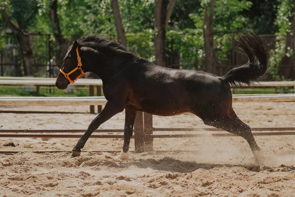 Baie des éboulis d'étalon hanovrien dans le paddock sur le sable. Galop et saut. Photos en mouvement. Cheval gratuit — Photo