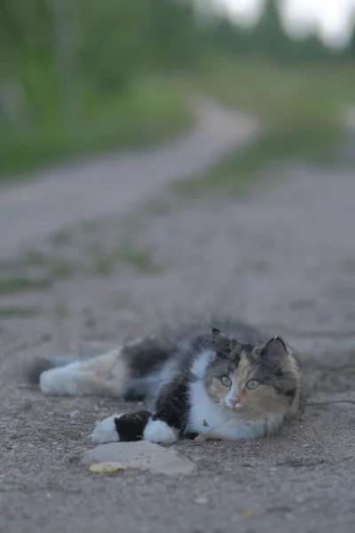 一只毛绒绒毛绒绒的三色猫躺在一条乡村路上 — 图库照片